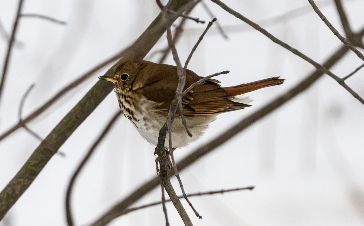 Einsiedler-Musendrossel - ML646980507