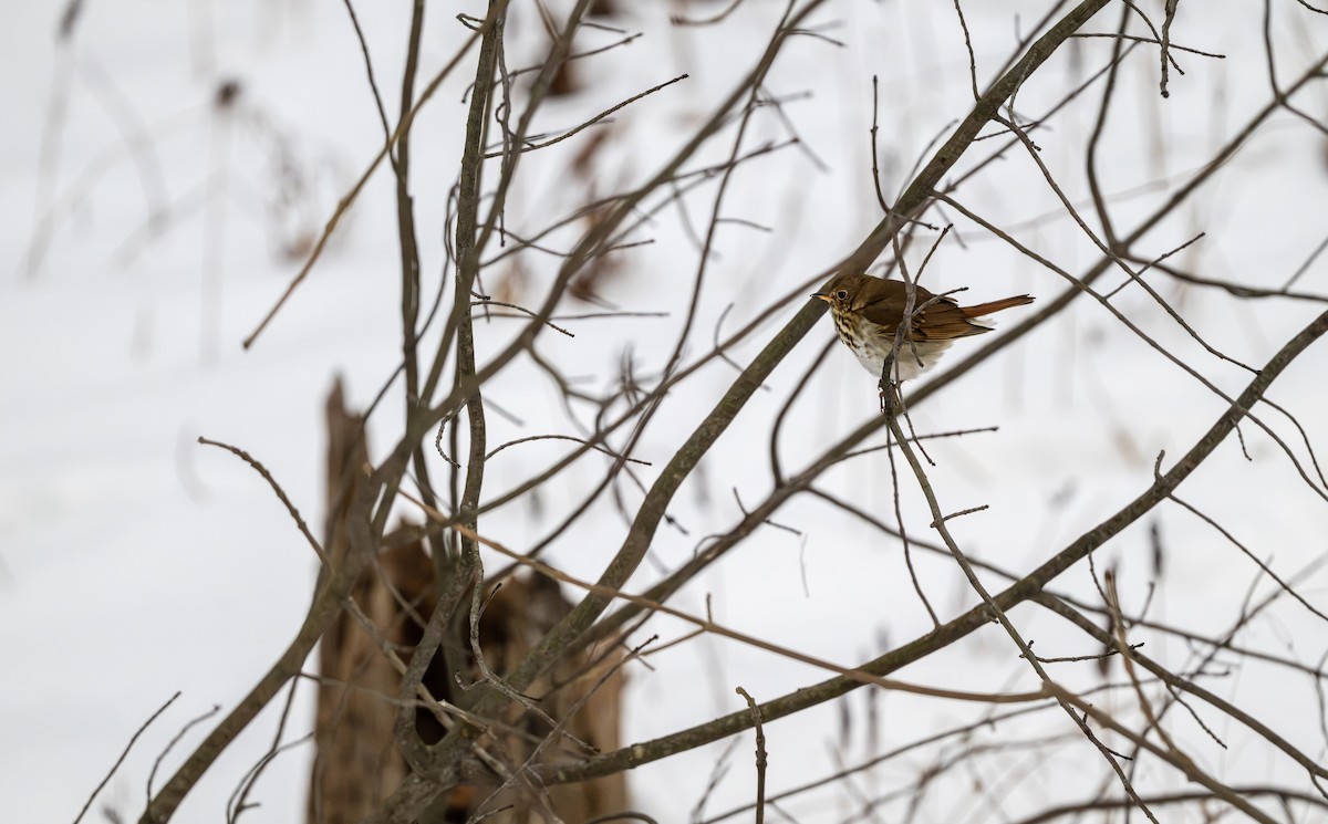 Einsiedler-Musendrossel - ML646980508