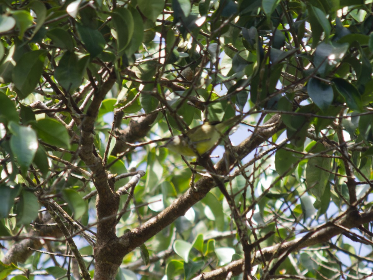 ニューギニアムシクイ - ML646980510