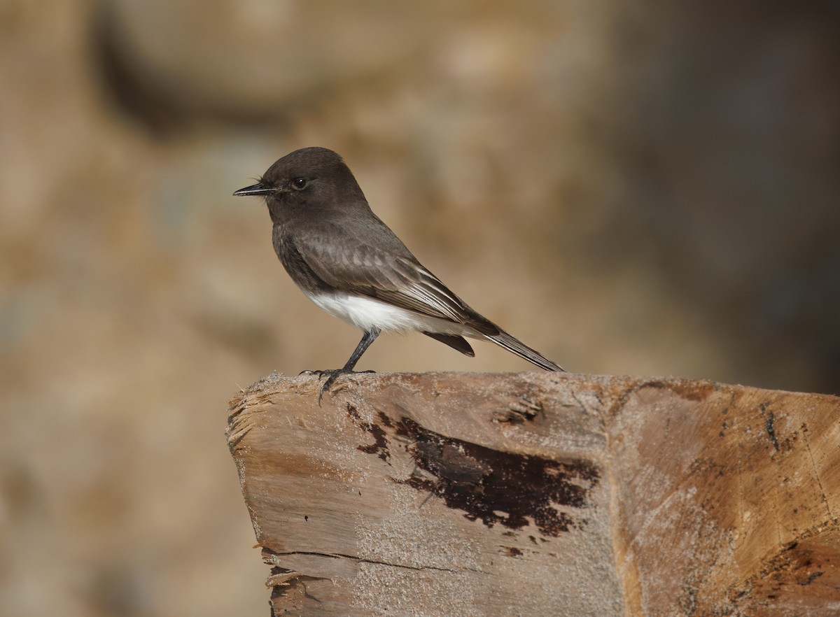Black Phoebe - ML646980512