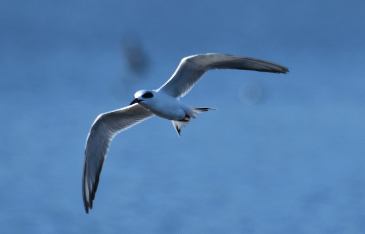 Forster's Tern - ML646980515