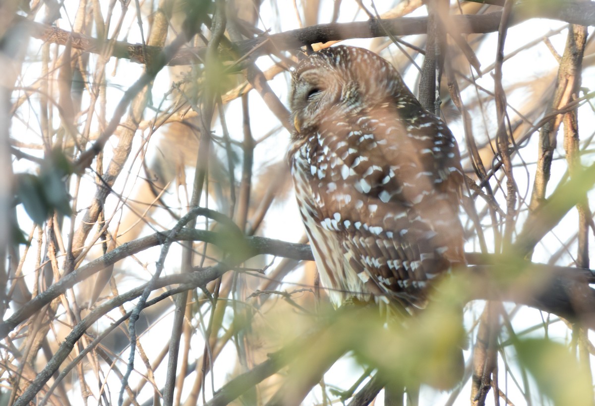 Barred Owl - ML646980519