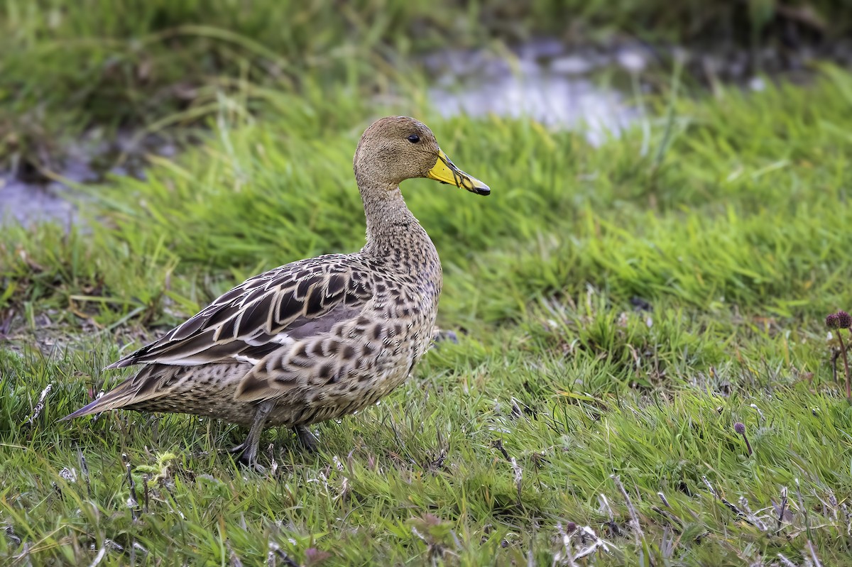 Ahate ziri-buztana - ML646980524