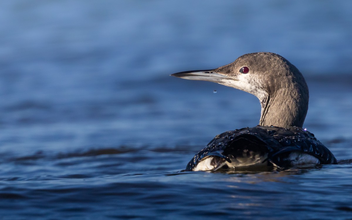 Чернозобая гагара - ML646980528