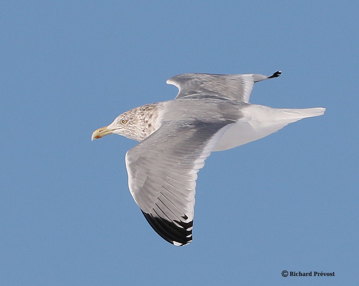 American Herring Gull - ML646980531