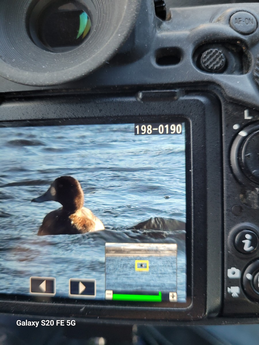 Малая морская чернеть - ML646980532