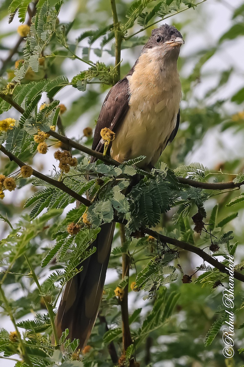 Pied Cuckoo - ML646980534