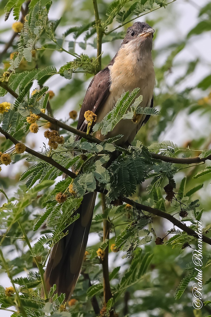 Pied Cuckoo - ML646980535