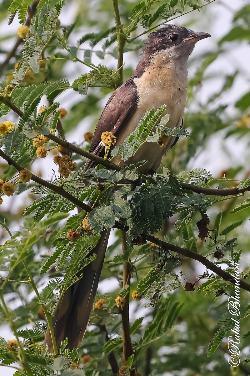 Pied Cuckoo - ML646980536