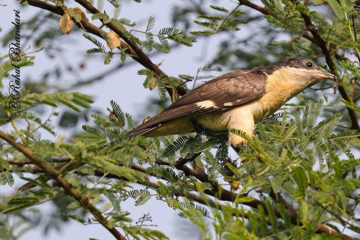 Pied Cuckoo - ML646980537