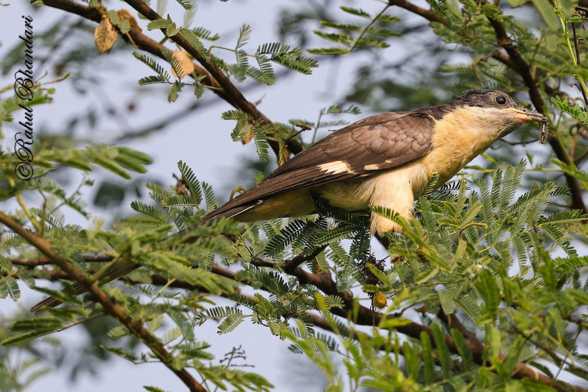 Pied Cuckoo - ML646980538