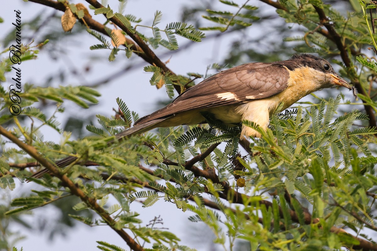Pied Cuckoo - ML646980540