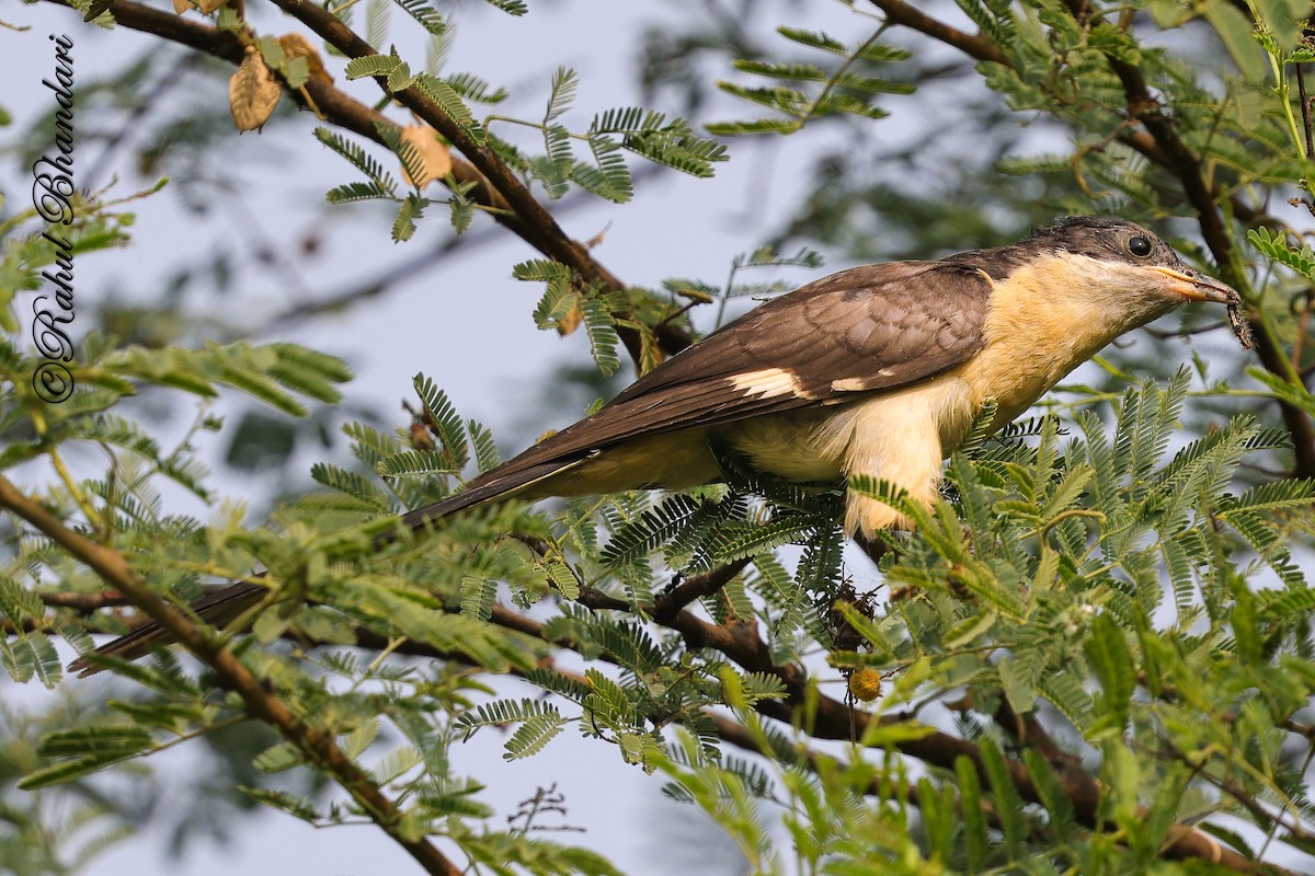 Pied Cuckoo - ML646980541