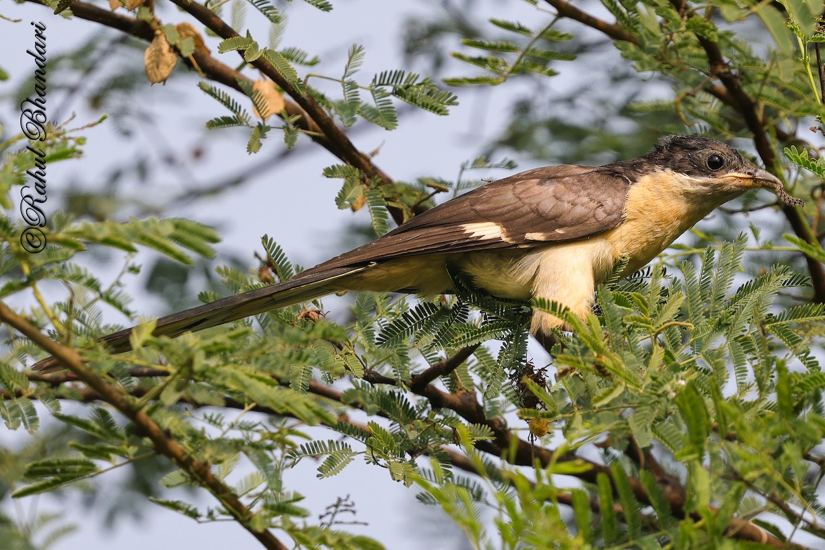 Pied Cuckoo - ML646980542