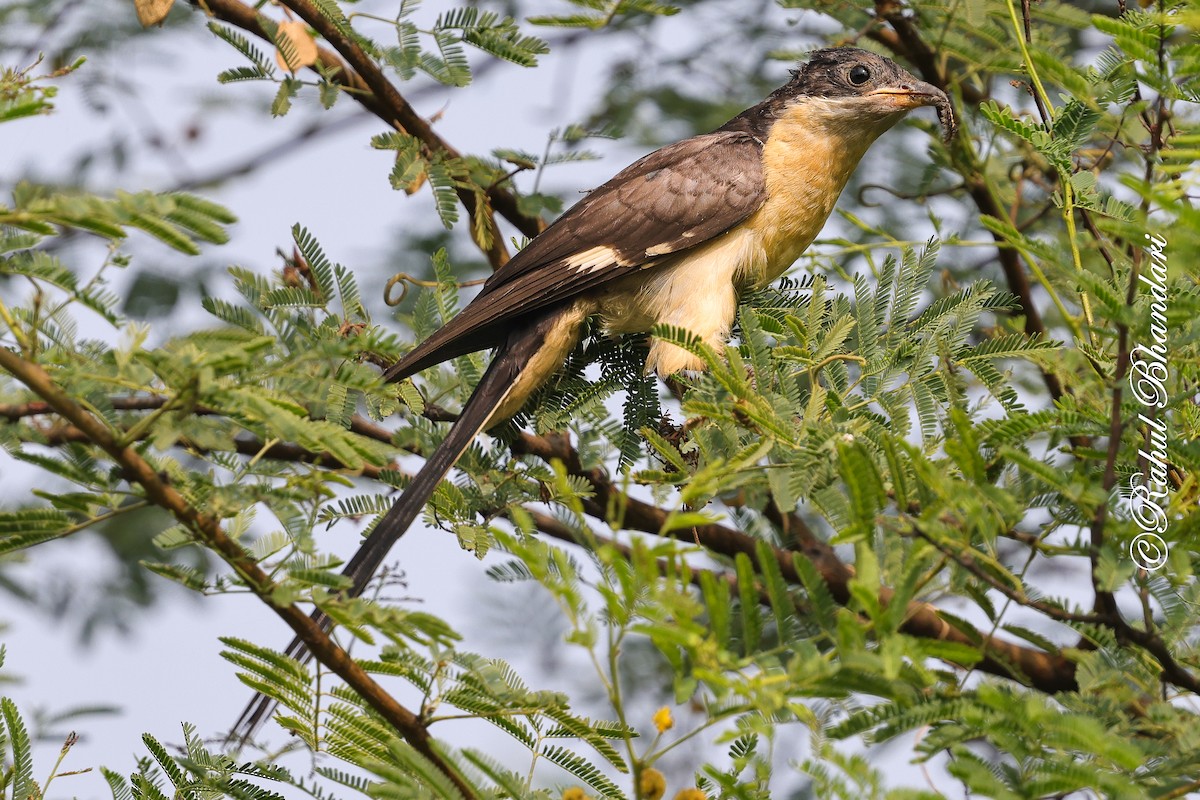 Pied Cuckoo - ML646980543