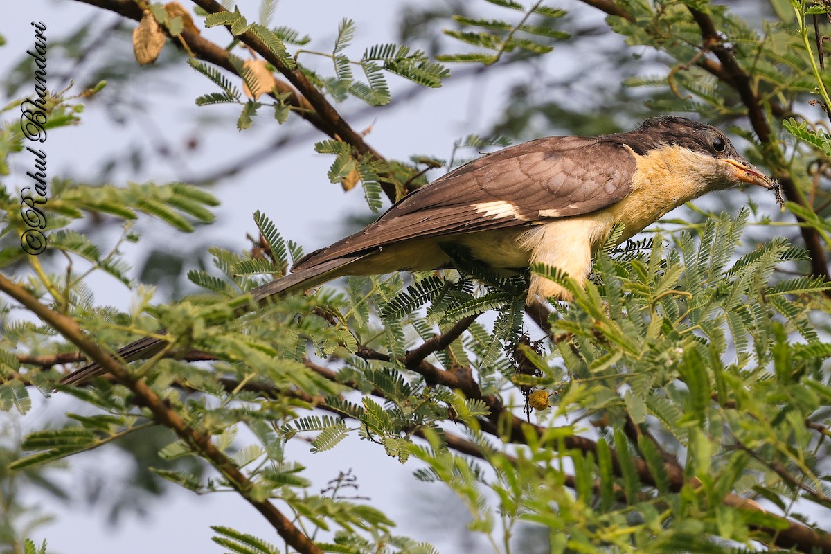 Pied Cuckoo - ML646980544