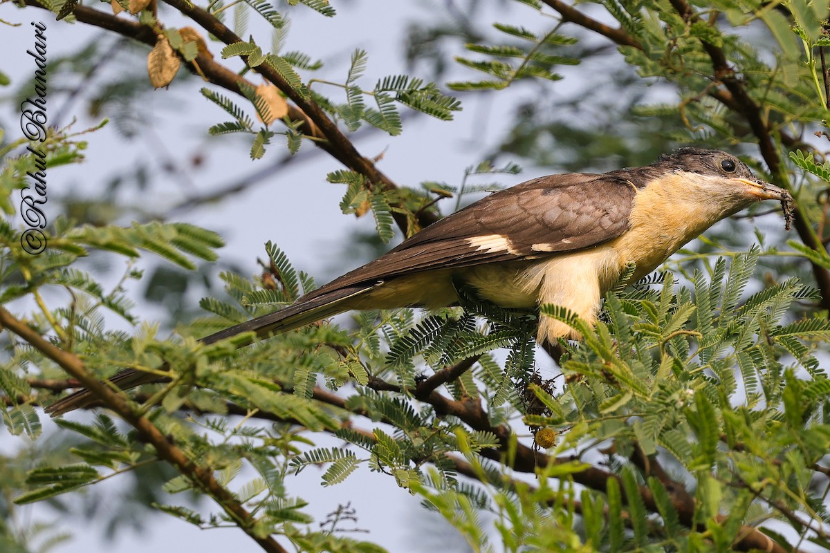 Pied Cuckoo - ML646980545