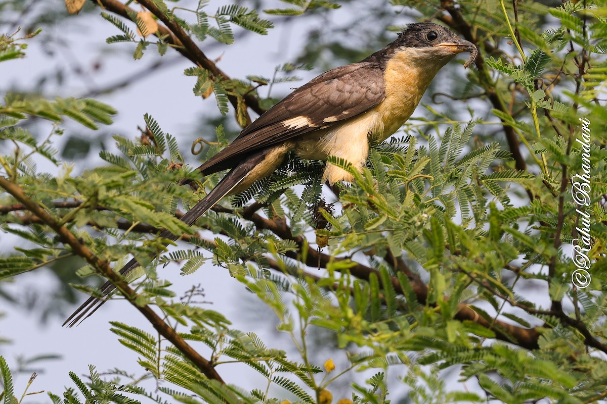Pied Cuckoo - ML646980546