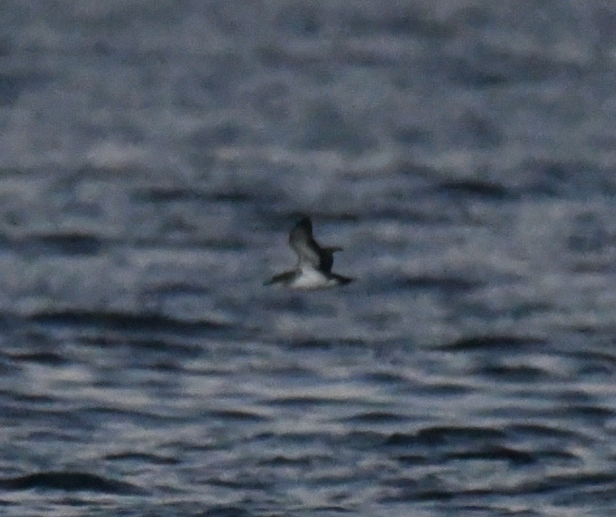 Чернохвостый буревестник - ML646980549