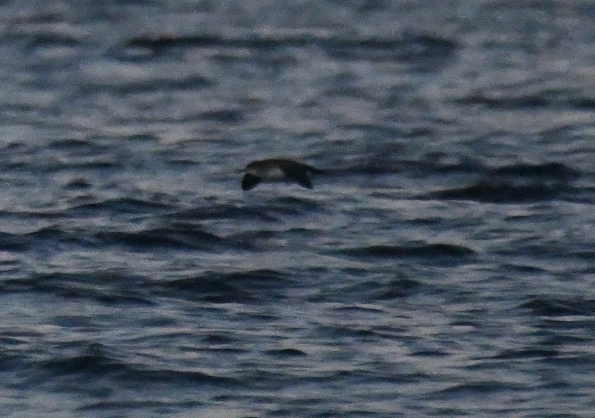 Чернохвостый буревестник - ML646980550