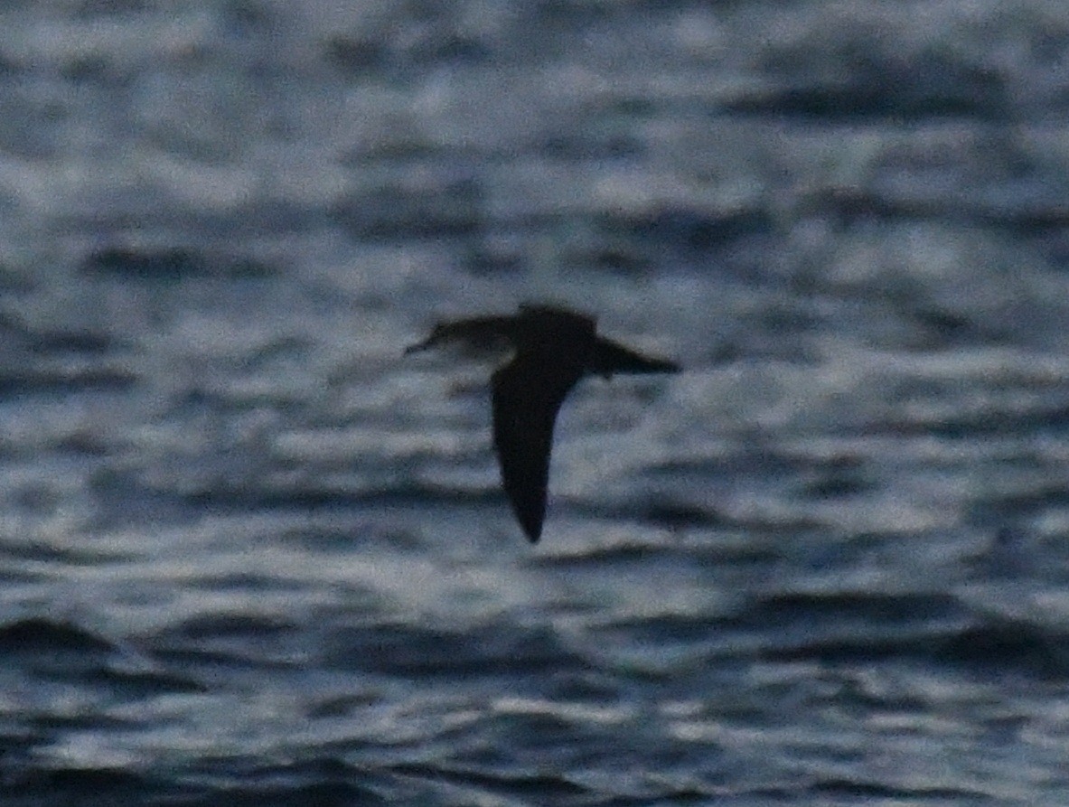 Чернохвостый буревестник - ML646980551