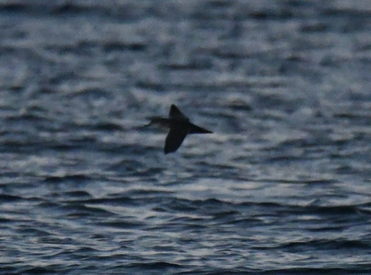 Чернохвостый буревестник - ML646980552