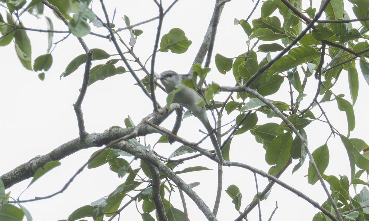 Fahlbürzel-Mennigvogel - ML646980554