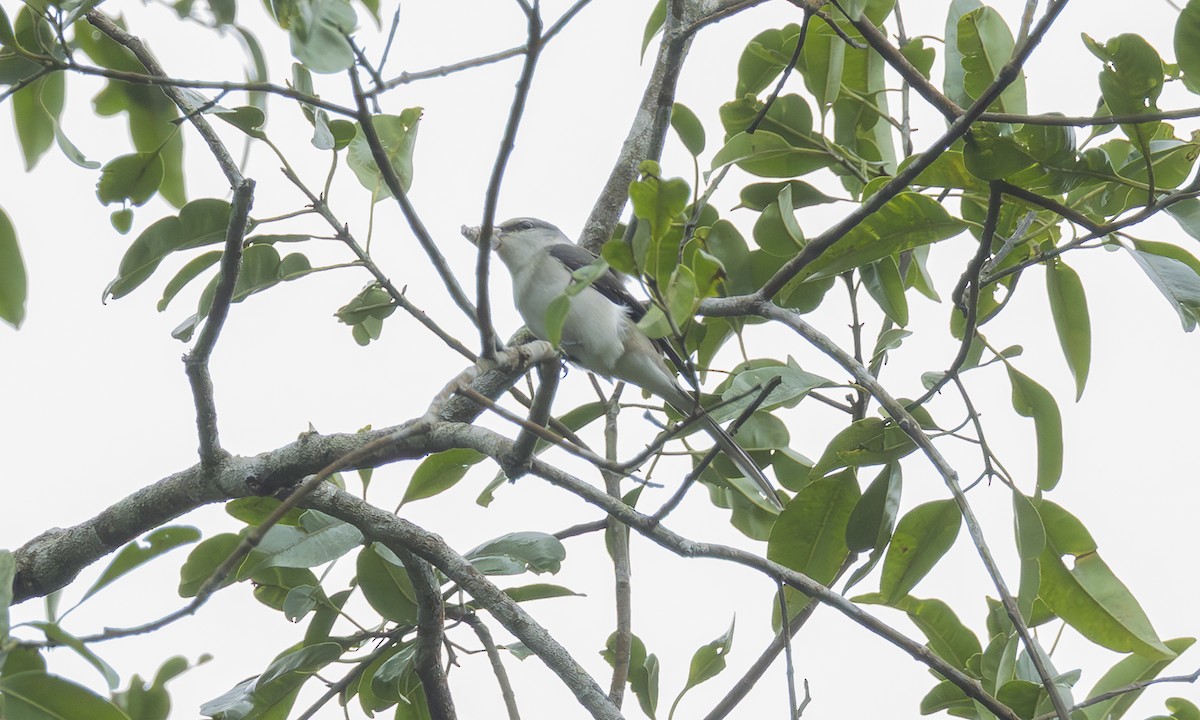 Fahlbürzel-Mennigvogel - ML646980555