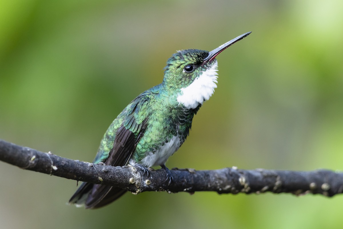 White-throated Hummingbird - ML646980556