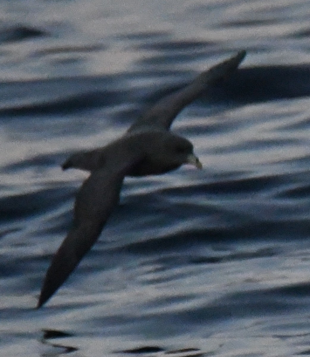 Глупыш - ML646980567