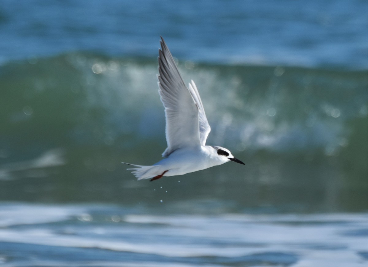 Forster's Tern - ML646980577