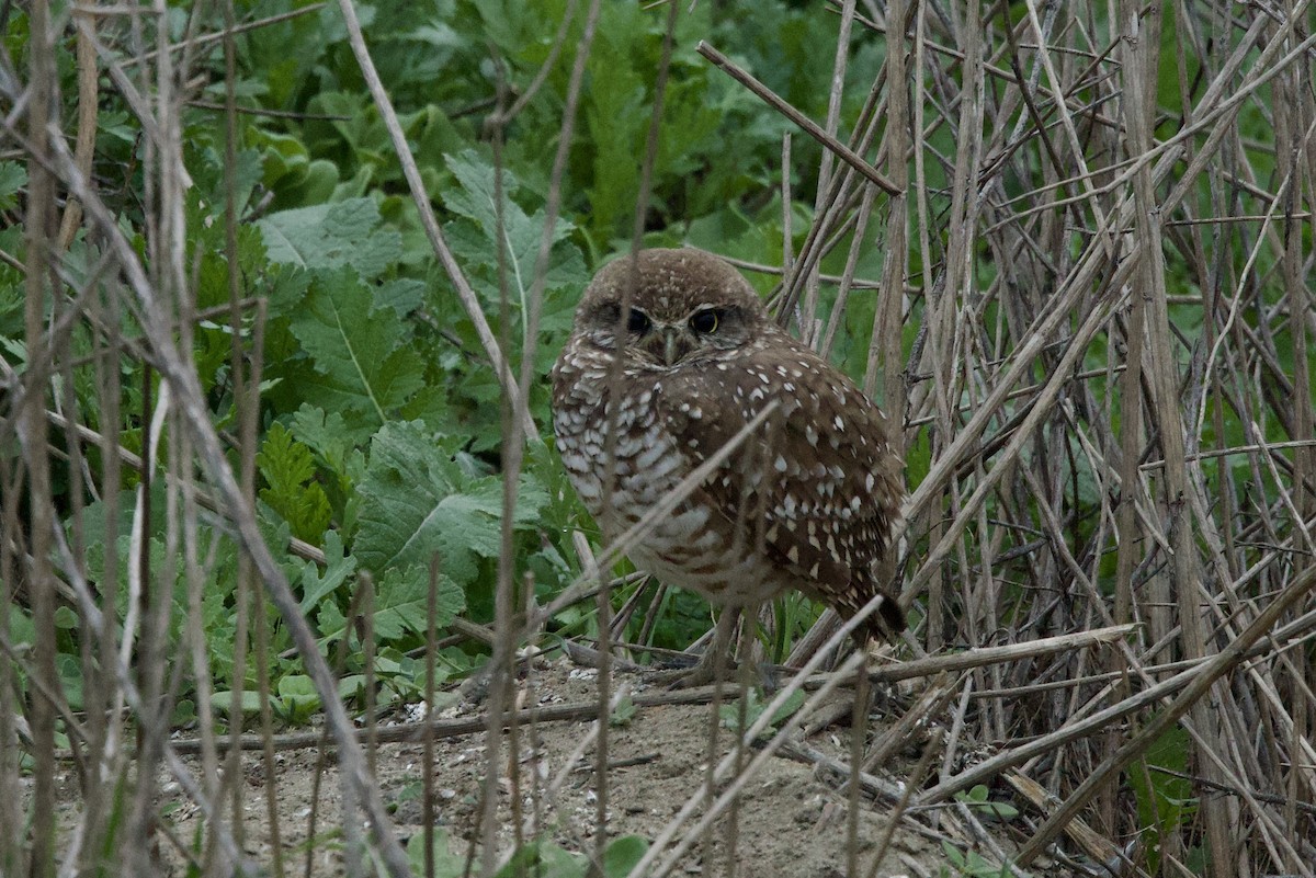 sýček králičí - ML646980578