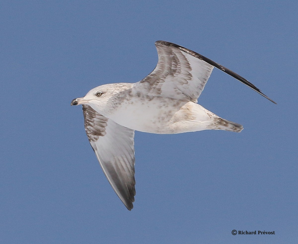 American Herring Gull - ML646980585
