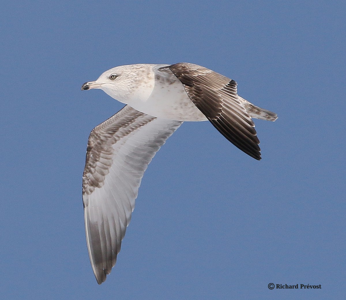 American Herring Gull - ML646980587