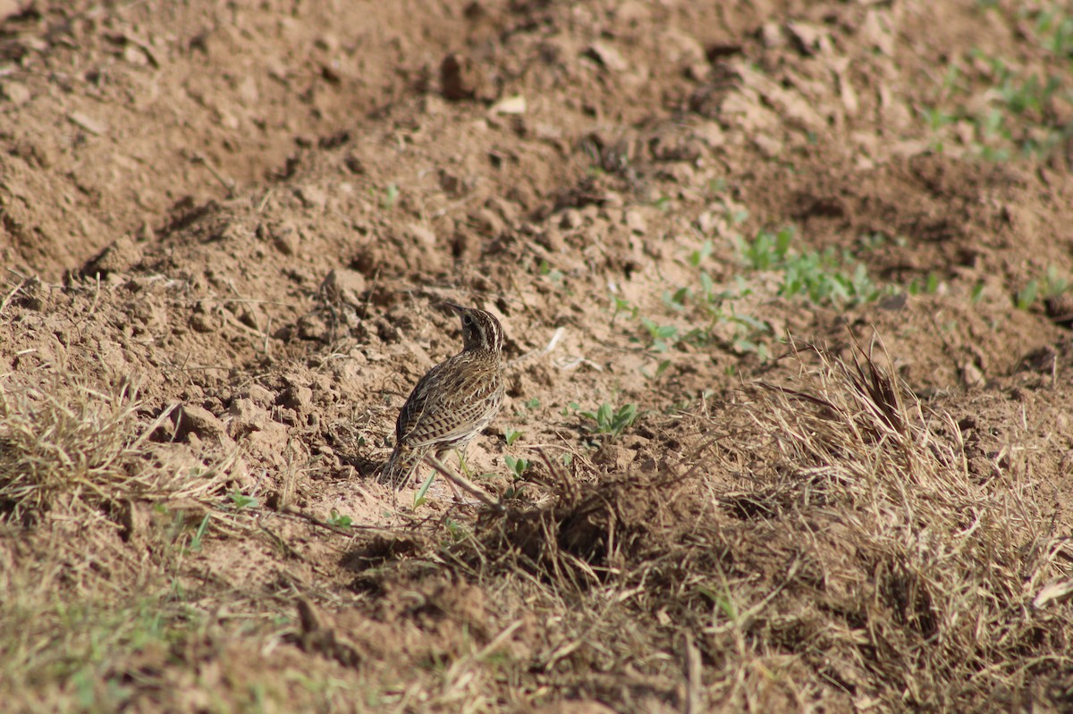 Wiesenstärling - ML646980601