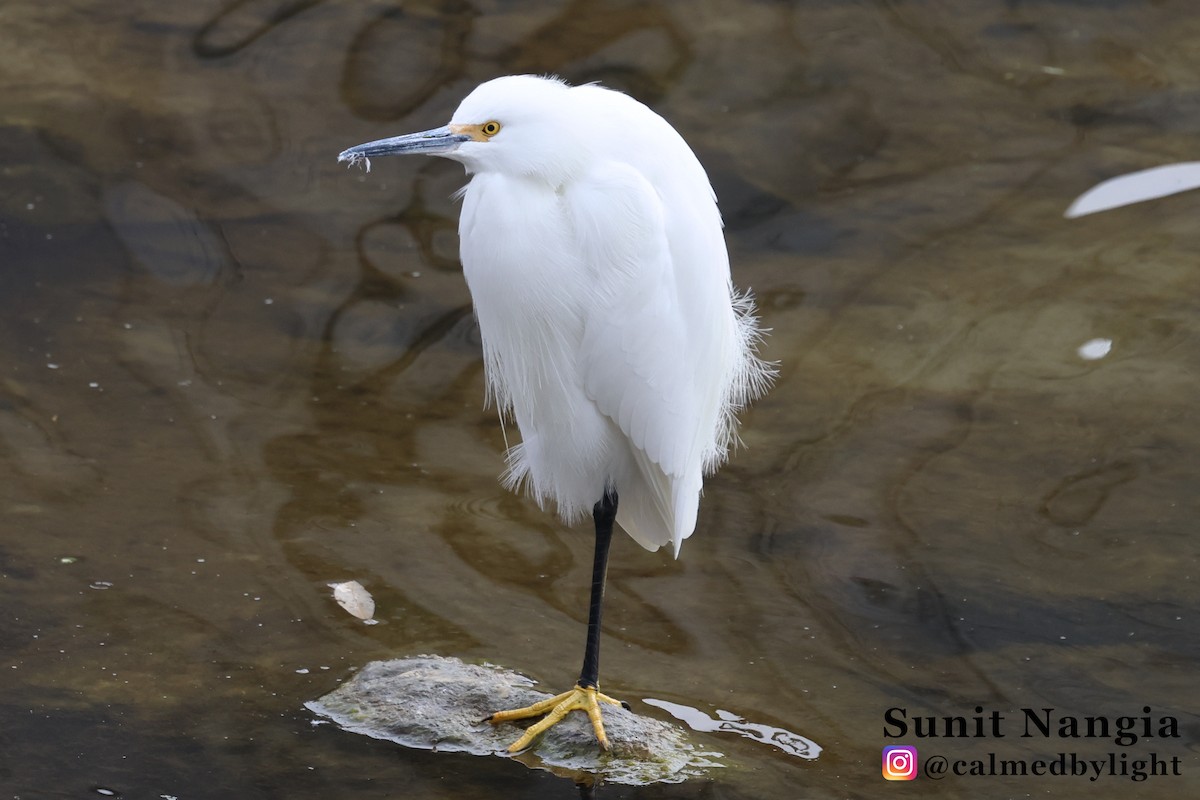 Snowy Egret - ML646980602
