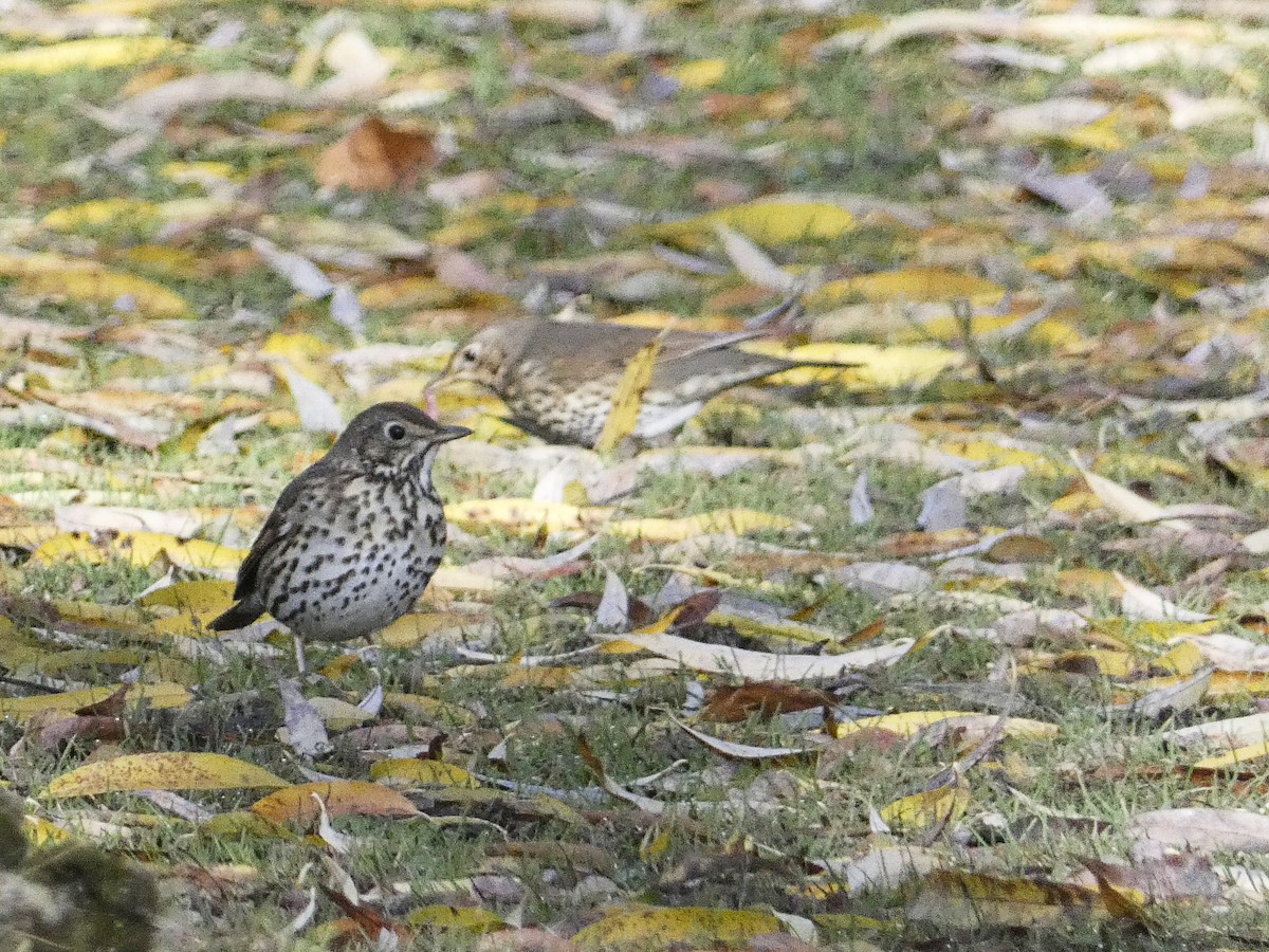 Song Thrush - ML646980604