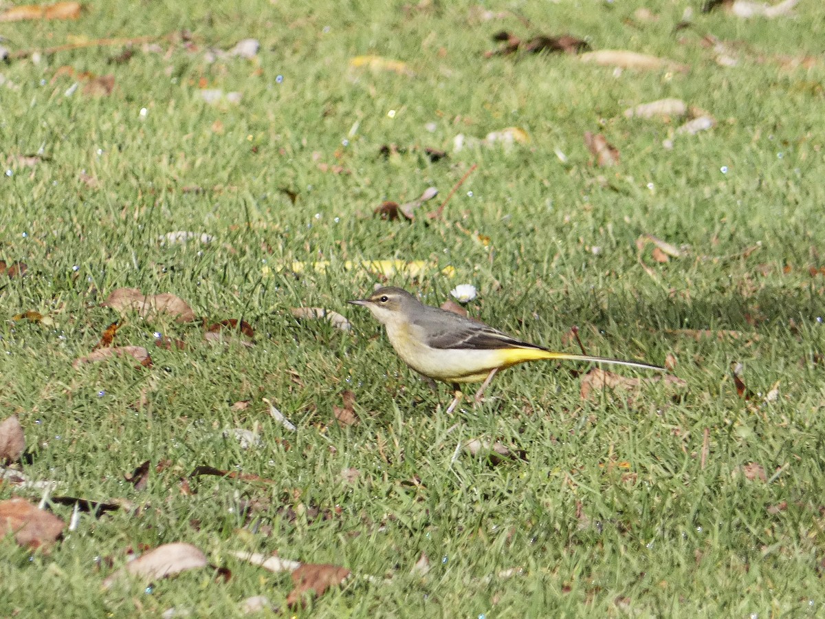 Gray Wagtail - ML646980614