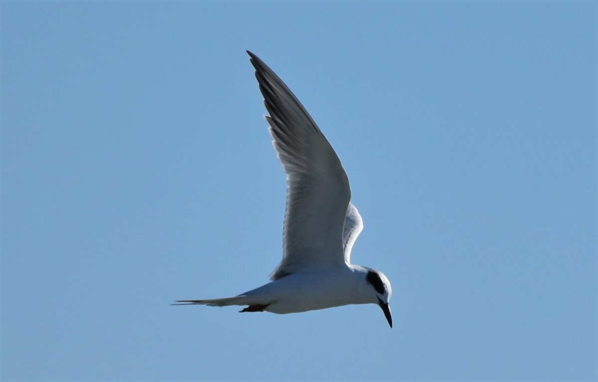 Forster's Tern - ML646980616