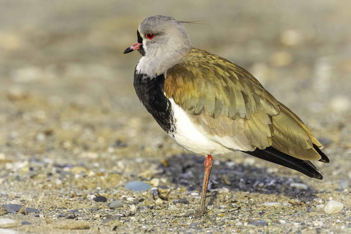 Southern Lapwing - ML646980618
