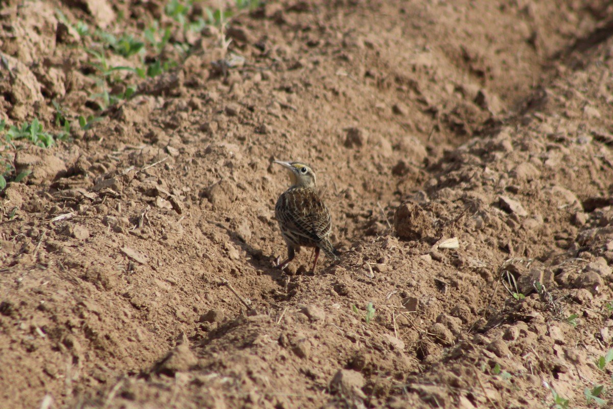 Wiesenstärling - ML646980619