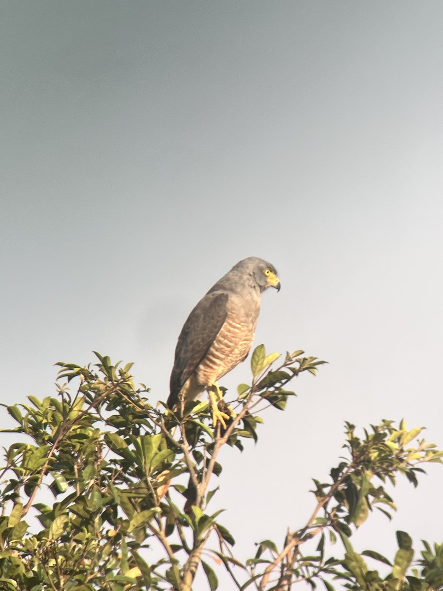 Roadside Hawk - ML646980621