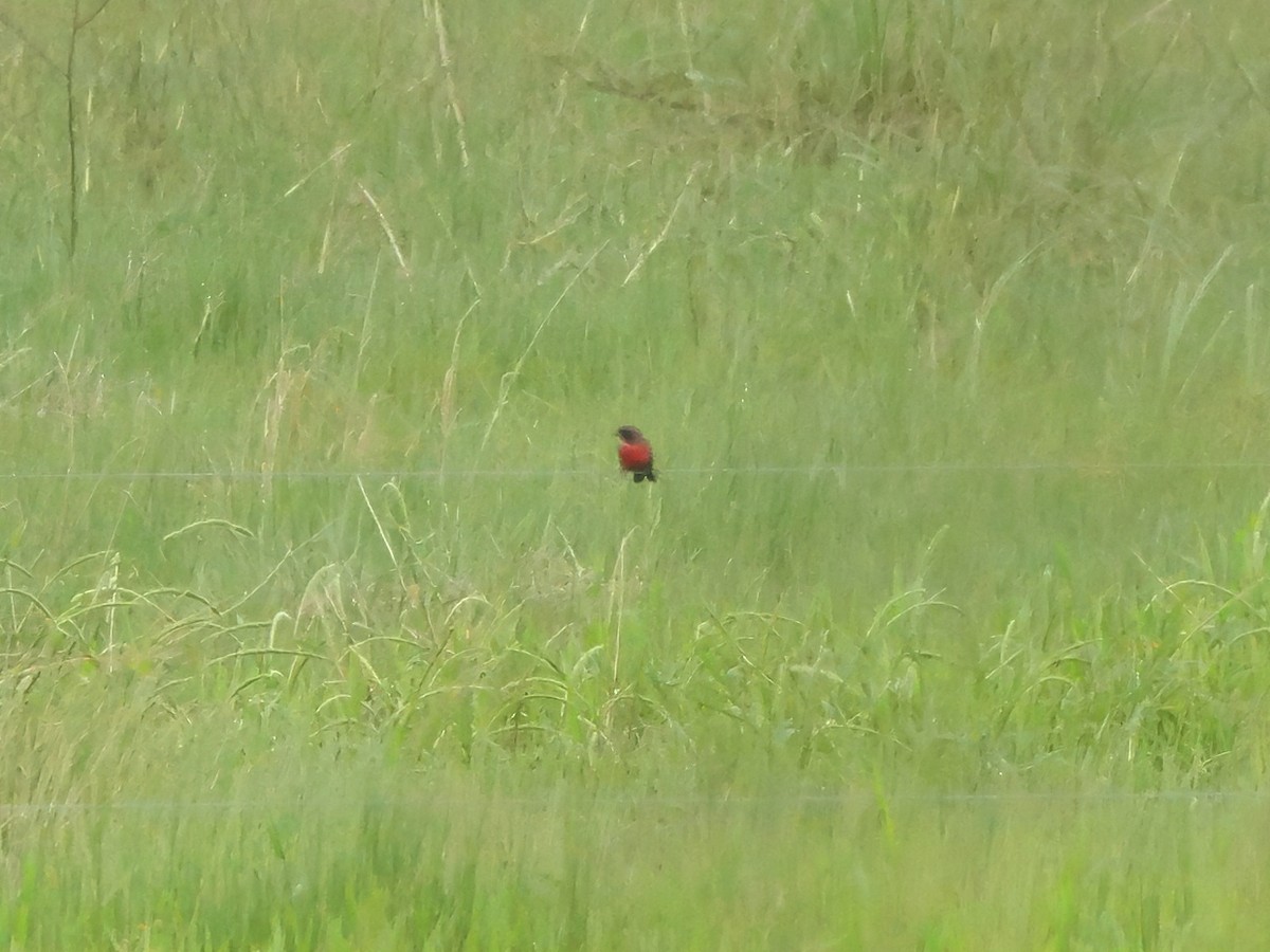 Red-breasted Meadowlark - ML646980643