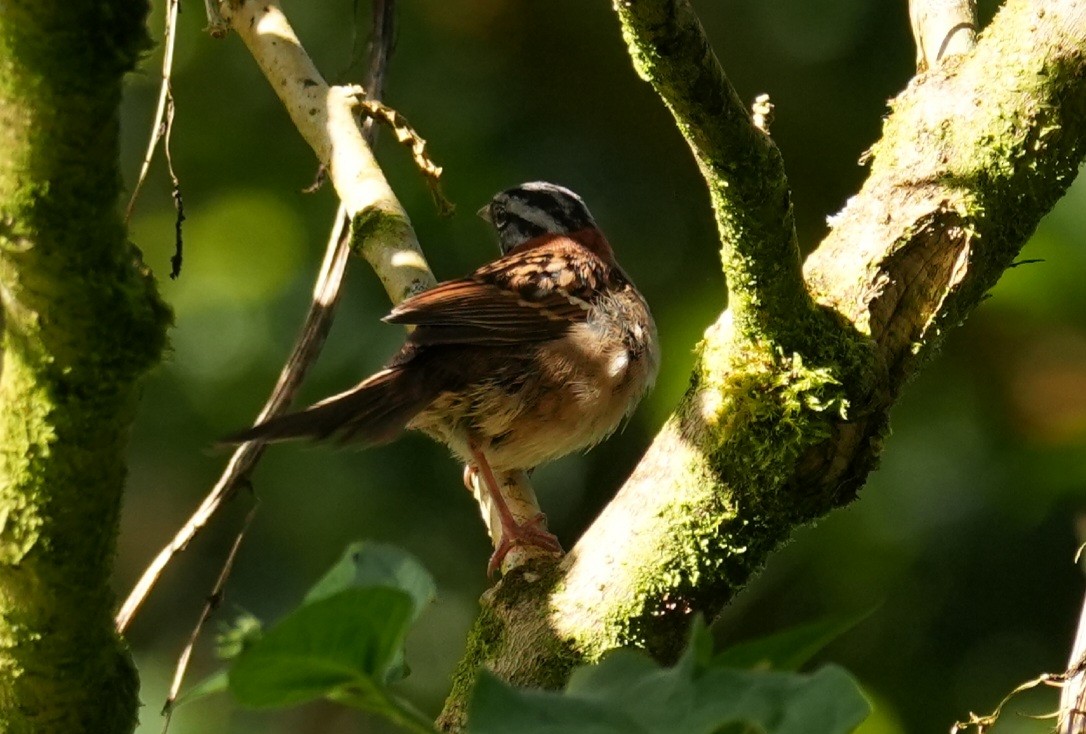 Rufous-collared Sparrow - ML646980644