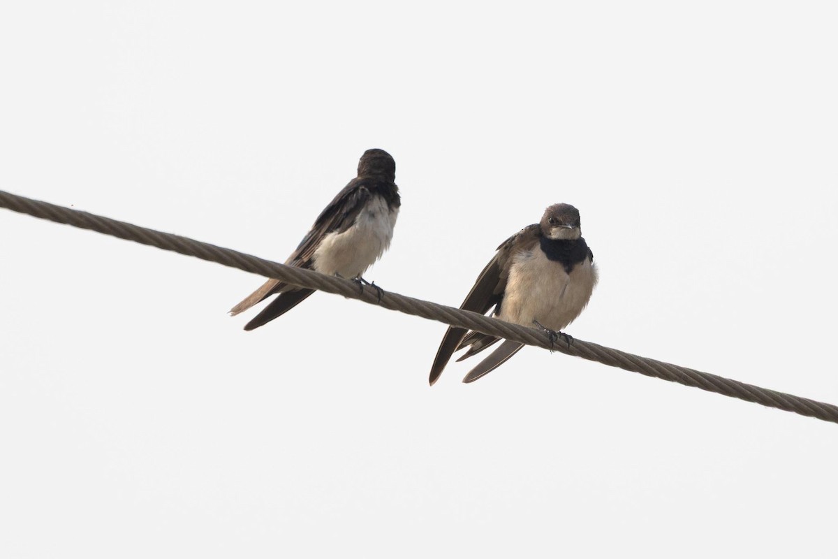 Bank Swallow - ML646980645