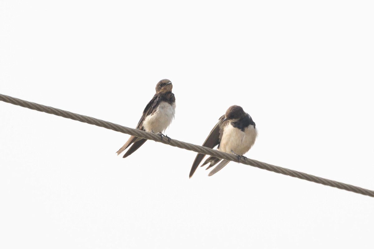 Bank Swallow - ML646980646