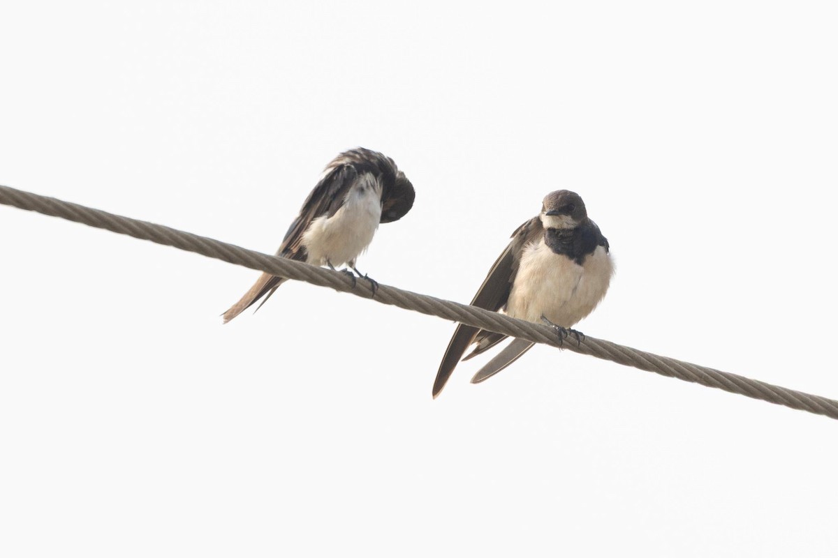 Bank Swallow - ML646980647
