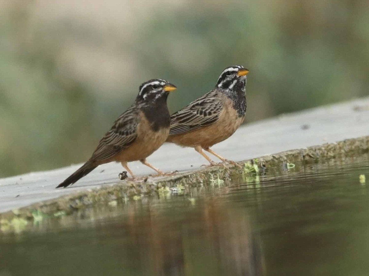 Каштановая овсянка - ML646980655