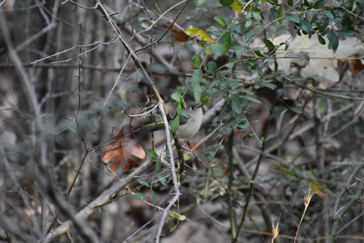Ruby-crowned Kinglet - ML646980657