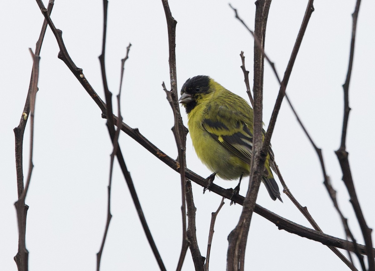 Hooded Siskin - ML646980658
